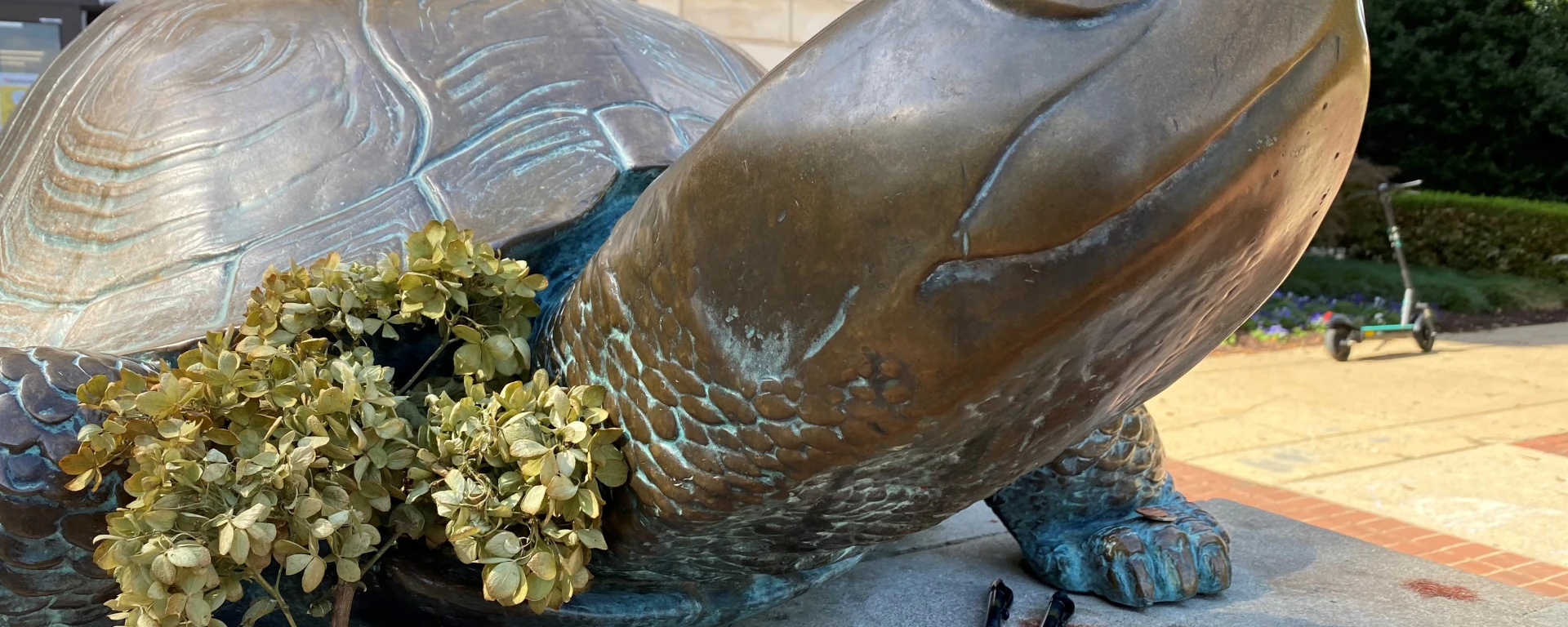 Who cleans up the offerings to Testudo?